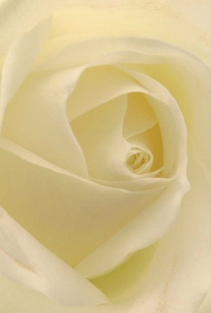 Viewed from a breath away, this classic white rose embodies the spirit of Catford floristry: refined simplicity touched by heartfelt devotion. Each petal, pristine and softly curling, is suffused with gentle light evoking the tranquil afternoons of nearby Mountsfield Park. The interplay between creamy whites and fleeting shadows lends a sense of both purity and depth, as though the sunlight itself has chosen to linger on this bloom for just a moment longer. The perfect spiral at its core suggests resilience and hope-a subtle message often entrusted to a florist's hand-delivered arrangement, whether destined for a wedding at a local venue or a sincere token of apology. The nearly weightless outer petals, tinged at the edges with a whisper of blush, convey both fragility and steadfast poise, much like the neighbourhoods surrounding Catford Broadway. The fragrance, almost imagined within the delicate composition, offers a serene presence-clean, nurturing, and reassuring. This rose, tenderly selected by Flowers Catford, is emblematic of occasions that call for grace: from joyful celebrations to times of sympathy, each arrangement crafted and delivered as an eloquent extension of Catford's community spirit.